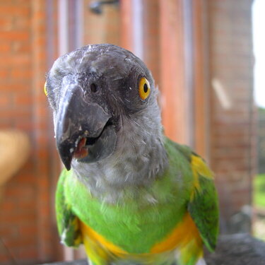 Our Parrot (&#039;Baby&#039;) -4