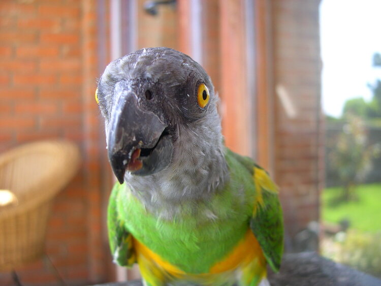 Our Parrot (&#039;Baby&#039;) -4