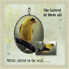 Mirror, Mirror on the Wall ...