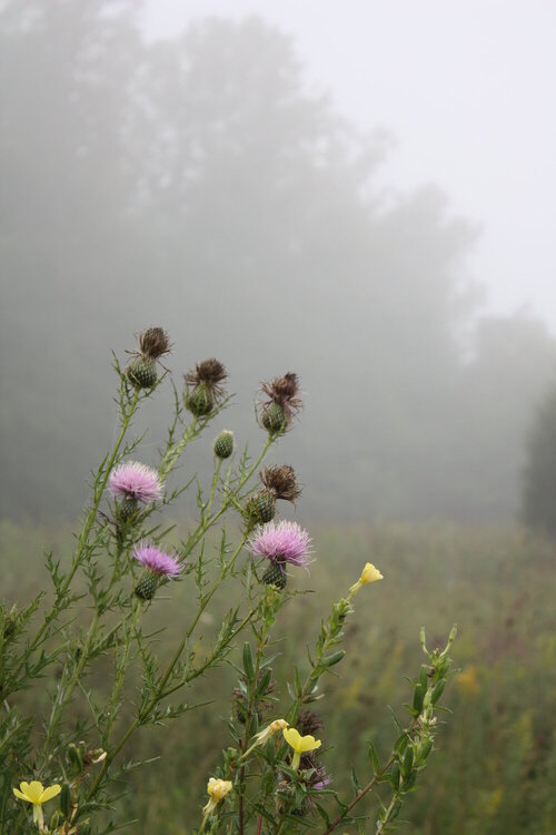 9/8/9 Thistle Mist