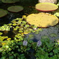 Lily Pond 2