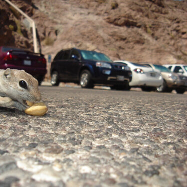 -Hoover Dam Chipmunk- 8/23/07 (Action, 10 pts.)