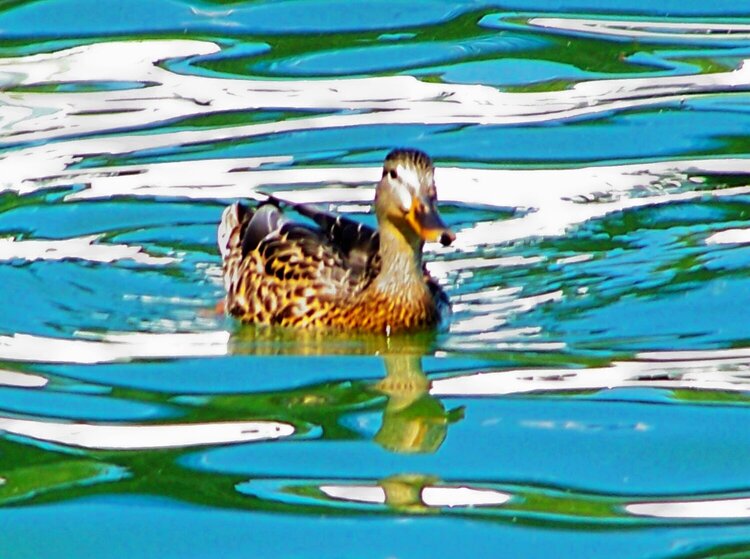 Lake Duck  Sept.Photo-a-day challenge #3