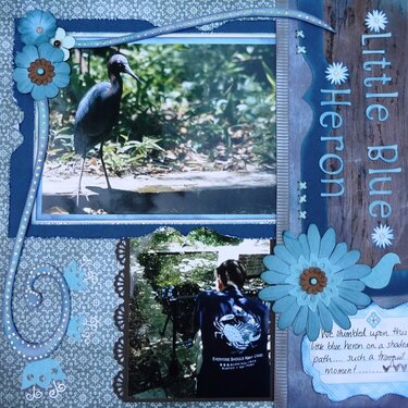 Little Blue Heron 2