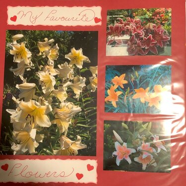 Lilies and More Lilies