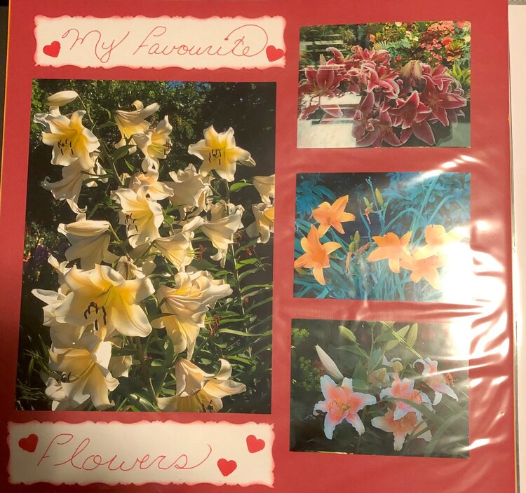 Lilies and More Lilies