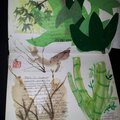 Botanical Illustration (3)