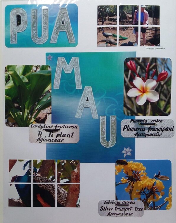 Pua Mau Plants and Peacocks
