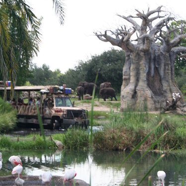 On Safari in the Animal Kingdom