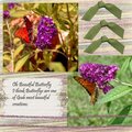 Backyard Butterflys