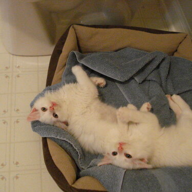 Baby Kitties
