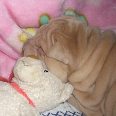 Nala is Sleeping With My Bear, Lucy
