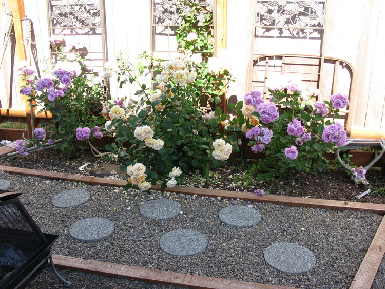 backyard roses