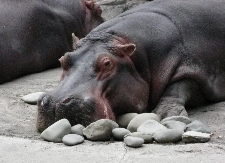 hippo