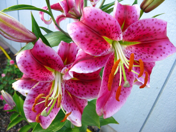 my lilies