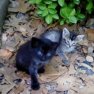 The new kittens