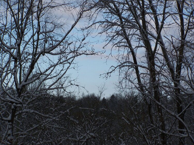 Snowy Morning-December 2007