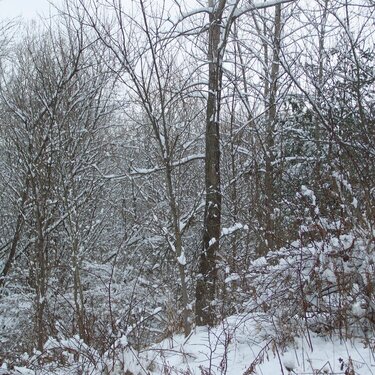 Snowy Trees-December 2007