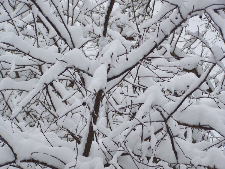 Beautiful Snowy Tree