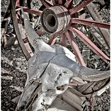 Old Skull and Wagon Wheel