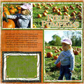 Field of Pumpkins