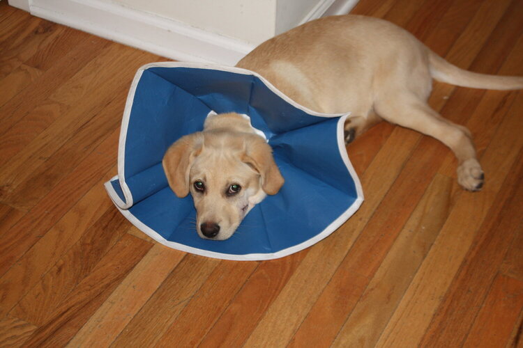 Daisy in the cone of shame...