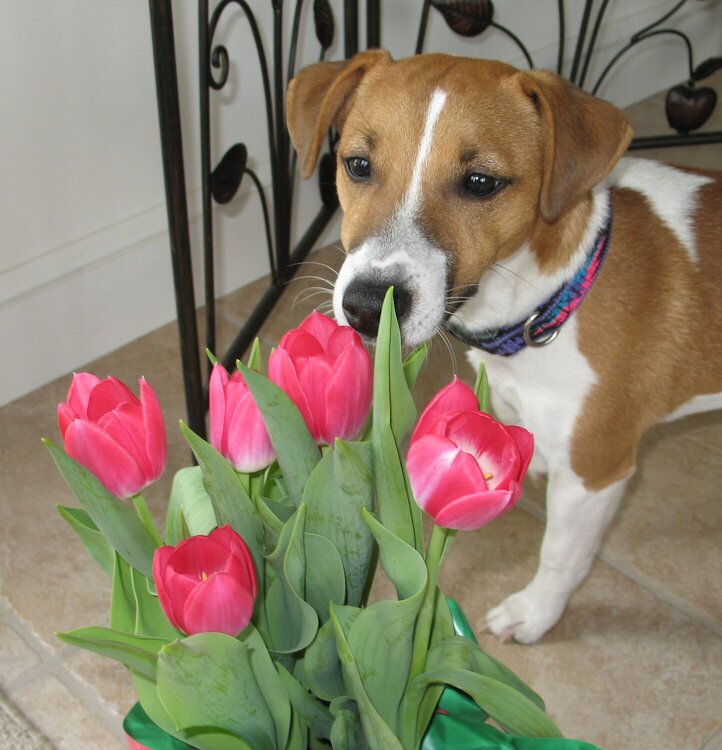 Jacob Sniffing Flowers