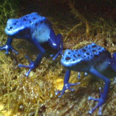 JFS - Blue Poison Frogs
