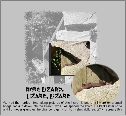 Here Lizard...