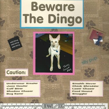 Beware the Dingo