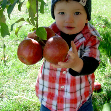 My boy at the apple Orchard