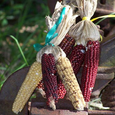 2.Native Am Corn NOV photo hunt 9pts