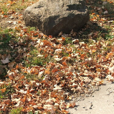 8. Fallen Leaves (6 pts)