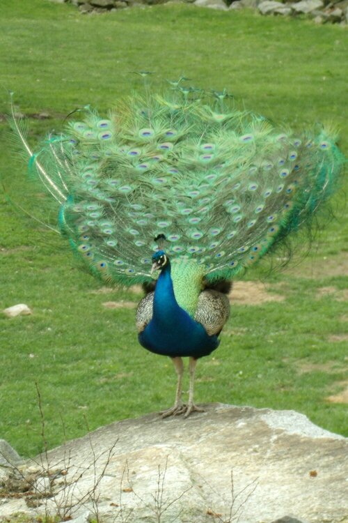 peacock paparazzi #2