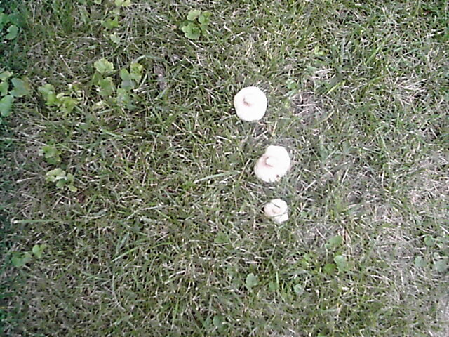 POD5-8/10/08 - Toadstools