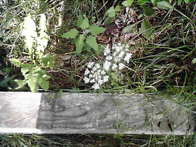 POD #6 Queen Anne&#039;s Lace