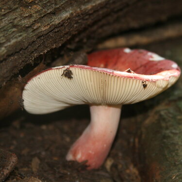 8/26  Mushroom