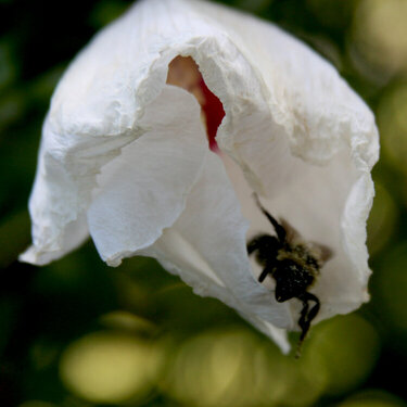 9/5 Pollination