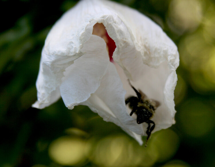 9/5 Pollination