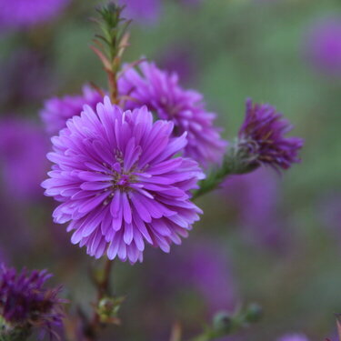 10/9  Pretty Purple Flower