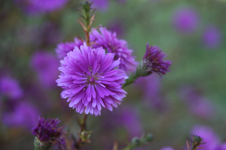 10/9  Pretty Purple Flower