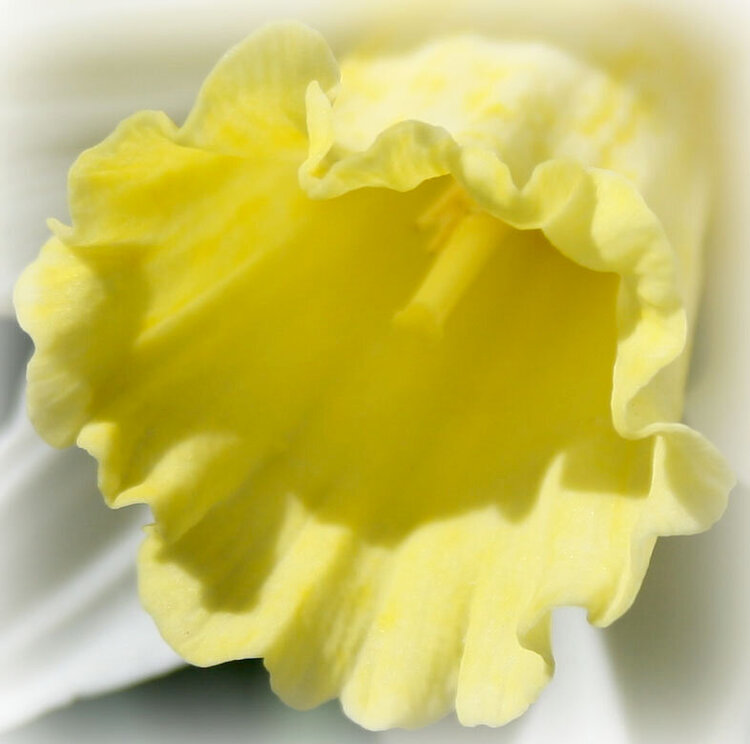 4/13 Daffodil