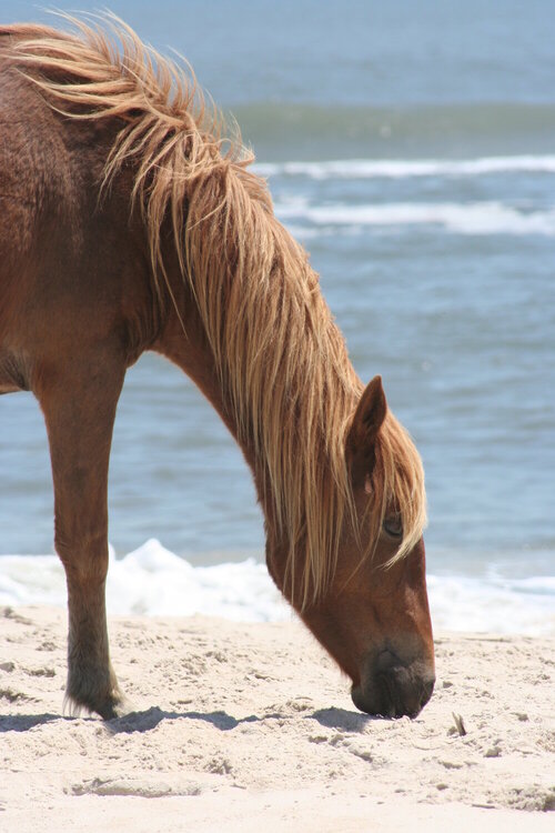 Wild horse on the beach at Assateague Island