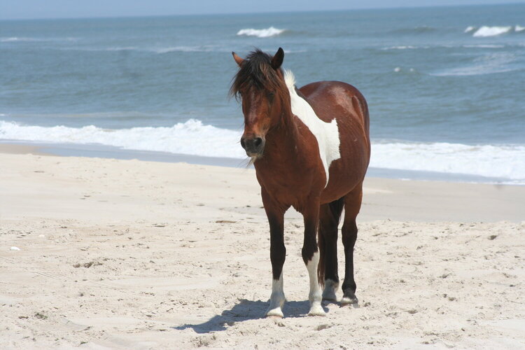 9/24  Wild Horse on the beach at Assateague Island