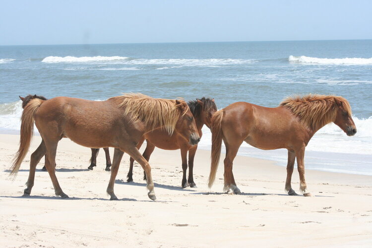 Wild Horses on the beach at Assateague Island