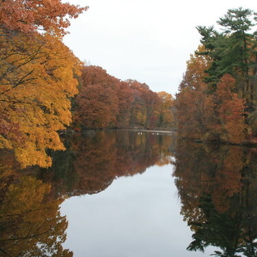 11/6  Reflection of Fall