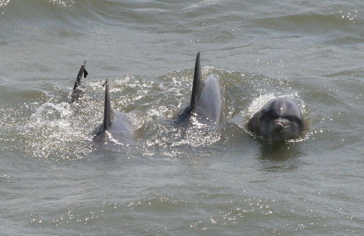 Dolphins playing at Virginia Beach