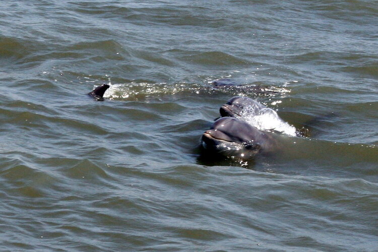 Dolphins palying in the ocean