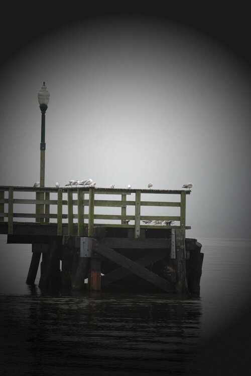 10/9 Birds on the dock in the fog