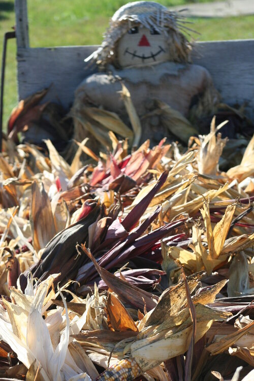 10/18 Scarecrow &amp; Indian Corn
